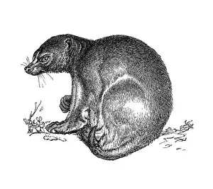Made: Woodcut, Colugo (Dermoptera) courtesy of: bilwissedition.com