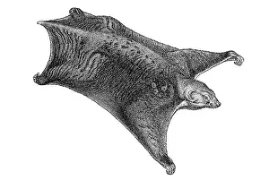 Made: Woodcut, Colugo (Galeopithecus volans) courtesy