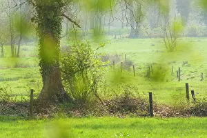 Beek: Wooded bank with little stream in spring