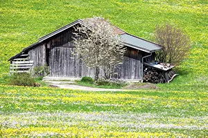 Oberallgu: Wooden barn in landscape with flowering common dandelion