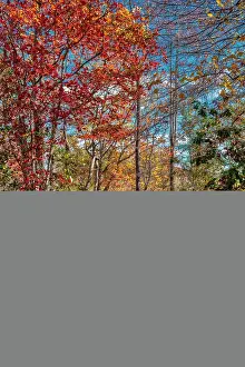 Walkway: Wooden boardwalk in the autumn