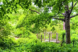 Crossing: A wooden bridge crossing a small creek alongside