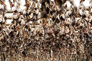 Rack: Wooden frame, dried fish, dried fish, fish heads