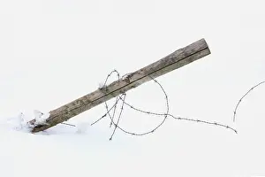 Barbed: Wooden pole with barbed wire in a meadow covered