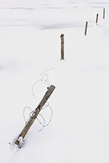 Poles: Wooden poles with barbed wire in a meadow covered