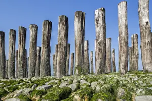 Groyne: Wooden poles of groyne, breakwater to avoid beach