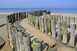Groyne: Wooden poles of groyne, breakwater to avoid beach