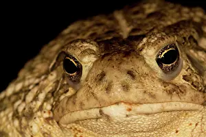 Anaxyrus: Woodhouse's Toad