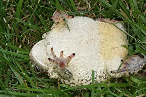 Anaxyrus: Woodhouse's Toad