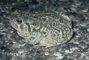 Anaxyrus: Woodhouse's Toad