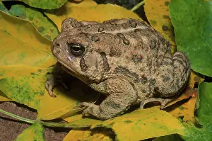 Anaxyrus: Woodhouse's Toad