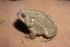 Anaxyrus: Woodhouse's Toad