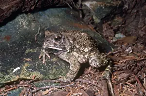 Anaxyrus: Woodhouse's Toad