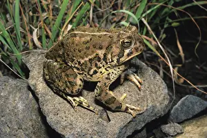 Anaxyrus: Woodhouse's Toad