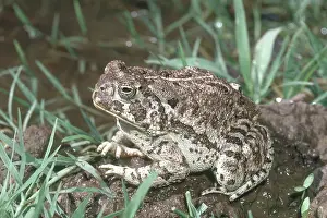 Anaxyrus: Woodhouse's Toad