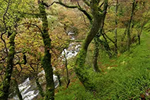 Exmoor: Woodland