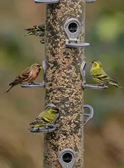 Lesser: Woodland bird-feeder for finches, with feeding
