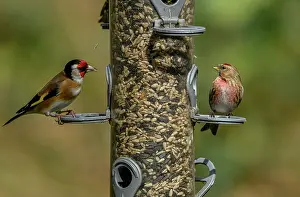 Lesser: Woodland bird-feeder for finches, with feeding G