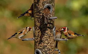Feeder: Woodland bird-feeder for finches, with feeding G