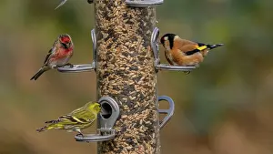 Lesser: Woodland bird-feeder for finches, with feeding G