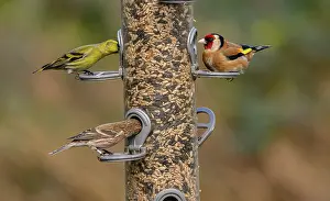 Lesser: Woodland bird-feeder for finches, with feeding G