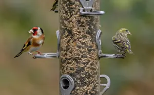 Feeder: Woodland bird-feeder for finches, with feeding G
