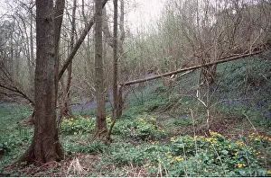 Marigold: WOODLAND - Bluebells & Marsh Marigolds / Kingcup