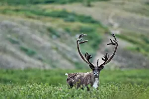 Caribous: Woodland Caribou bull with large antlers Snake River