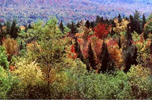 Changing: WOODLAND - changing colours in autumn