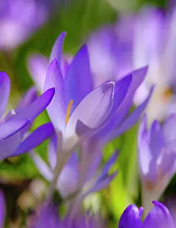 Tender: Woodland crocus, Germany