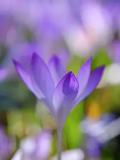 Tender: Woodland crocus, Germany