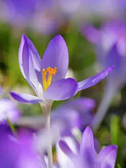 Tender: Woodland crocus, Germany
