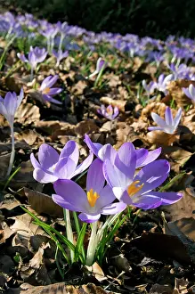 Tommasinianus: Woodland Crocus - mass flowering -Sspring - March