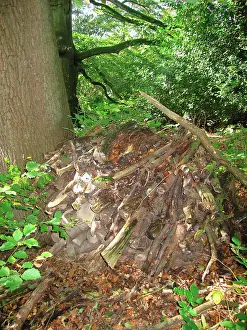 Decidious: Woodland - Decidious woodpile
