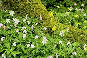 Nemorosa: Woodland flowers in spring: Wood anemones (Anemone