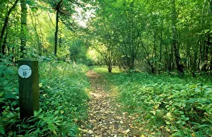 Tracks: Woodland Footpath in Nature Reserve