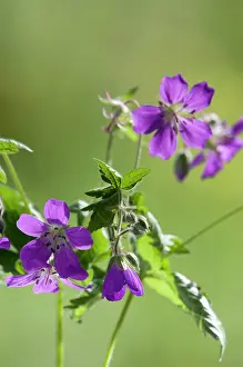 Sylvaticum: Woodland Geranium - Wood Cranesbill - flowering