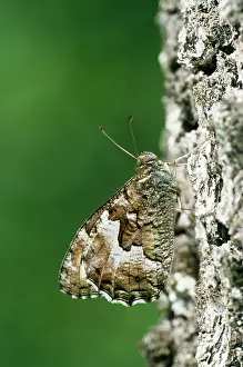 Grayling: Woodland Grayling Butterfly - female basking on tree