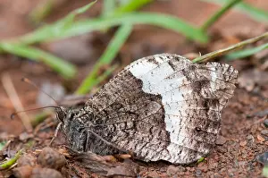 Grayling: Woodland grayling (Hipparchia fagi), Bollenberg