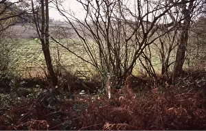 Hazel: WOODLAND - Hazel Coppice