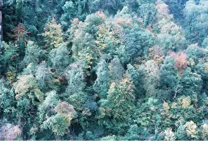 Ardea London: WOODLAND - including endangered Whitebeam