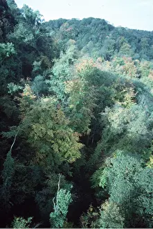 Ardea London: WOODLAND - including oak, small leaved lime & whitebeam