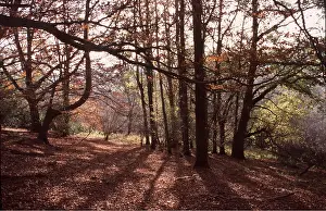 Clearing: WOODLAND - interior