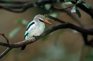 Senegalensis: Woodland Kingfisher