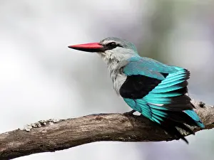 Senegalensis: Woodland Kingfisher