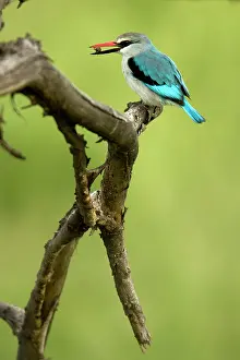 Senegalensis: Woodland Kingfisher, Halcyon senegalensis