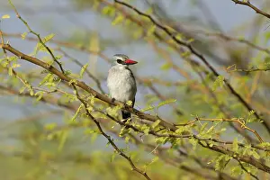 Kingfisher: Woodland Kingfisher (Halcyon senegalensis)