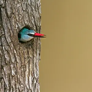 Transborder: Woodland kingfisher (Halcyon senegalensis) in nest