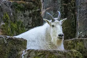 Relaxing: Woodland Park Zoo, Seattle, Washington State, USA
