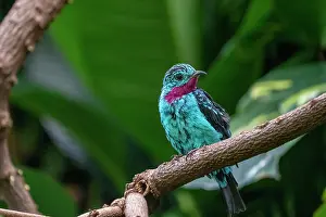 Perching: Woodland Park Zoo, Seattle, Washington State, USA